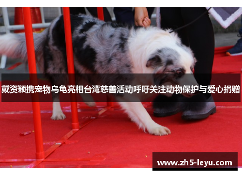 戴资颖携宠物乌龟亮相台湾慈善活动呼吁关注动物保护与爱心捐赠